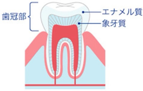 左京区　歯医者　金田歯科医院　歯の構造