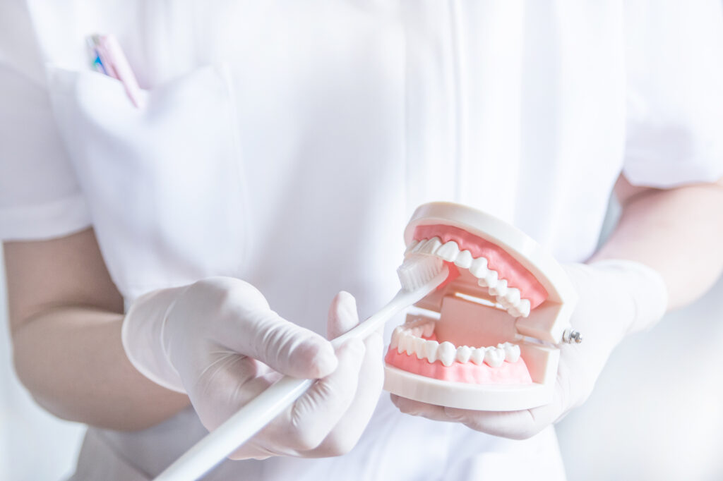 歯の模型を使って歯磨きの仕方を指導する歯科衛生士